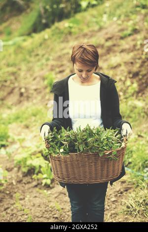 Le jardinage des herbes fraîches en été femme avec un panier plein de fines herbes de thé de menthe poivrée ment Banque D'Images