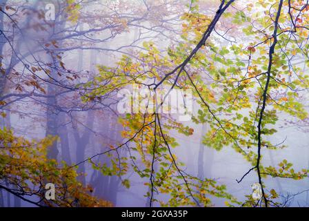 Brouillard dans une forêt de hêtre d'automne dans la forêt d'Irati. Navarre. Espagne Banque D'Images