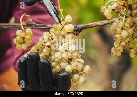 REMICH, LUXEMBOURG-OCTOBRE 2021: Reportage sur la récolte saisonnière de raisins Müller-thurgau dans les vignobles Banque D'Images