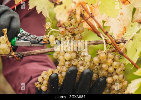 REMICH, LUXEMBOURG-OCTOBRE 2021: Reportage sur la récolte saisonnière de raisins Müller-thurgau dans les vignobles Banque D'Images