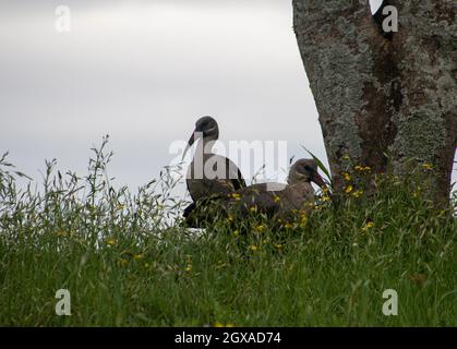 Deux oiseaux ibis hadeda à la base de l'arbre dans la pelouse Banque D'Images
