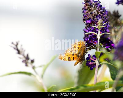 Un papillon virgule (Polygonia c-album) avec des ailes décolorées et en lambeaux, buvant le nectar des fleurs de bourgedleja à la fin de l'été Banque D'Images