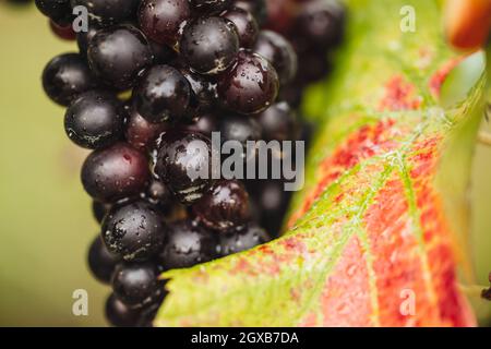 REMICH, LUXEMBOURG-OCTOBRE 2021 : reportage sur la récolte saisonnière de raisins Pinot Noir dans les vignobles Banque D'Images