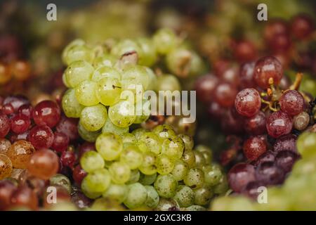 REMICH, LUXEMBOURG-OCTOBRE 2021: Reportage sur la récolte saisonnière de raisins d'Elbling dans les vignobles Banque D'Images