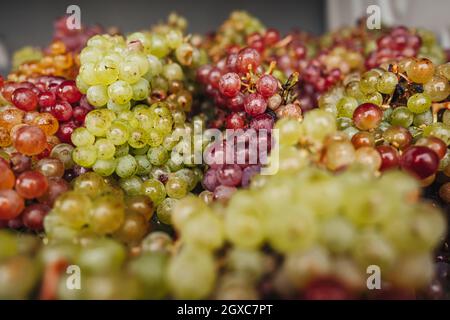 REMICH, LUXEMBOURG-OCTOBRE 2021: Reportage sur la récolte saisonnière de raisins d'Elbling dans les vignobles Banque D'Images