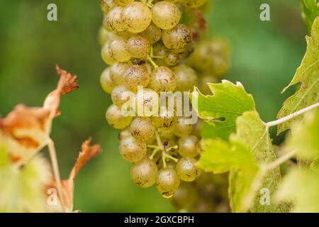 REMICH, LUXEMBOURG-OCTOBRE 2021: Reportage sur la récolte saisonnière de raisins d'Ebling dans les vignobles Banque D'Images