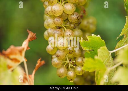 REMICH, LUXEMBOURG-OCTOBRE 2021: Reportage sur la récolte saisonnière de raisins d'Ebling dans les vignobles Banque D'Images