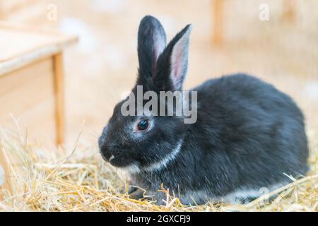 Lapin assis dans le enclos Banque D'Images