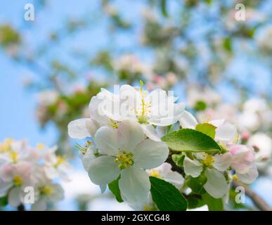 Apple en fleurs au printemps Banque D'Images