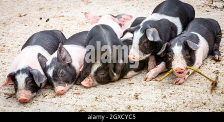 Un groupe de cochons de Saddleback se sont tous réunis. Banque D'Images