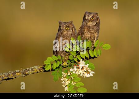 Deux hiboux eurasiens, des otus, assis sur la branche au printemps. Poussin sorcière d'oiseau brun reposant sur l'arbre de fleur. Paire de jeunes prédateurs de plumes Banque D'Images