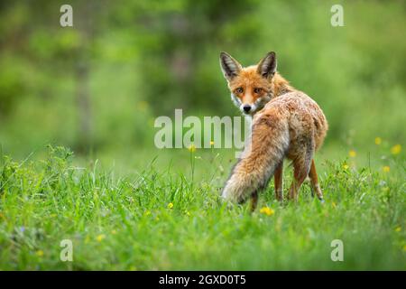 Magnifique renard rouge, vulpes vulpes, avec queue duveteuse debout sur la prairie de fleurs sauvages en été et face à l'appareil photo. Curieux animal regardant de retour sur le SH Banque D'Images