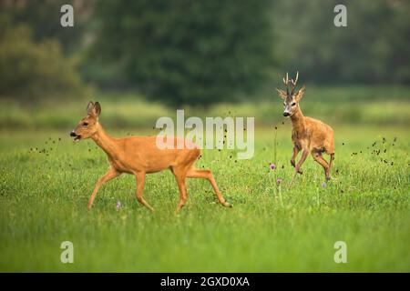 Cerf de Virginie, capranolus capranolus, buck pourchassant le doe dans la prairie en été. Mâle suivant femelle dans un pâturage en fleurs. Deux mammifères qui s'exécutent Banque D'Images