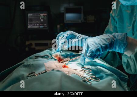 Culture vétérinaire anonyme dans des gants stériles avec brucelles chirurgicales et ciseaux faisant fonctionner l'animal contre le moniteur de fréquence cardiaque à l'hôpital Banque D'Images