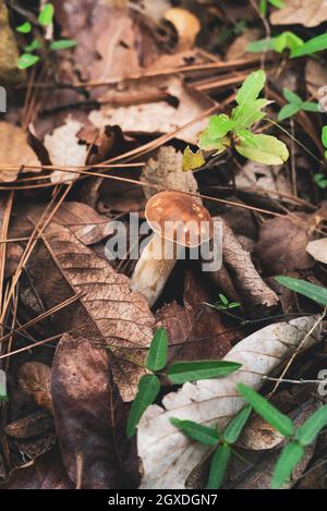 De dessus de champignons sauvages comestibles Boletus poussant dans les feuilles sèches tombées dans la forêt Banque D'Images