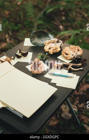De dessus de champignons comestibles, y compris le ramaria Lactarius indigo safran bouchon de lait et le boléte de pin près de lichen près des papiers préparés pour description dans Banque D'Images