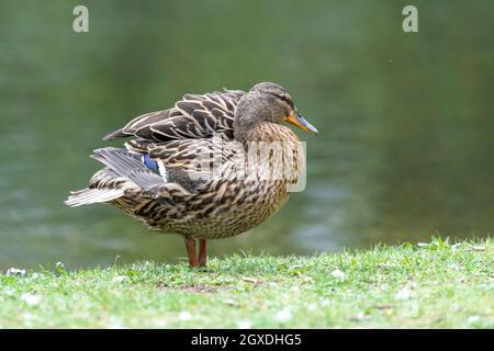 Une barbotte de canard dans la prairie. Elle rabats ses ailes et est très active et agile. Banque D'Images