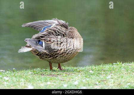 Une barbotte de canard dans la prairie. Elle rabats ses ailes et est très active et agile. Banque D'Images