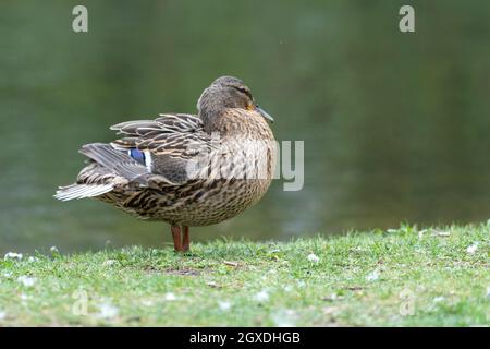 Une barbotte de canard dans la prairie. Elle rabats ses ailes et est très active et agile. Banque D'Images