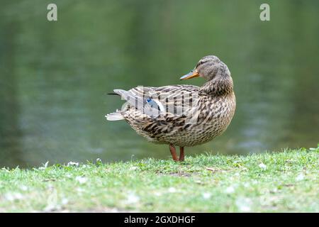 Une barbotte de canard dans la prairie. Elle rabats ses ailes et est très active et agile. Banque D'Images