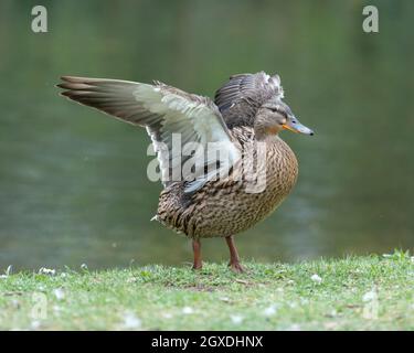 Une barbotte de canard dans la prairie. Elle rabats ses ailes et est très active et agile. Banque D'Images