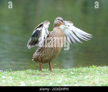 Une barbotte de canard dans la prairie. Elle rabats ses ailes et est très active et agile. Banque D'Images