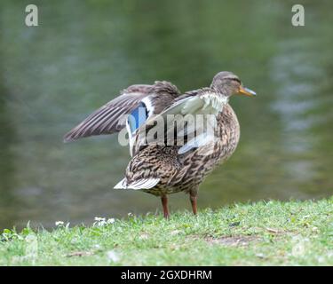 Une barbotte de canard dans la prairie. Elle rabats ses ailes et est très active et agile. Banque D'Images