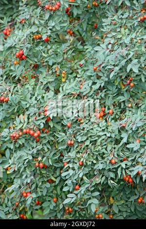 Feuillage vert des hanches roses avec fruits rouges. Récolte de rosehip. Branches avec fruits de rosehip rouge mûr dans le jardin. Baies de rosehip rouges sur les branches. U Banque D'Images