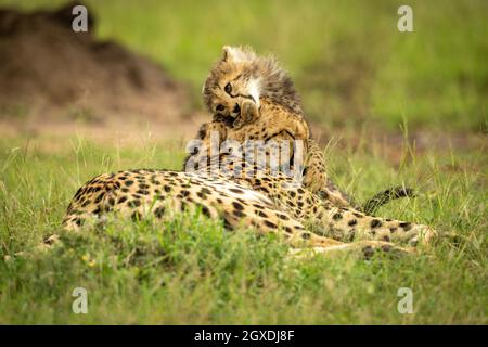 Cheetah cub allongé sur la tête de la mère Banque D'Images