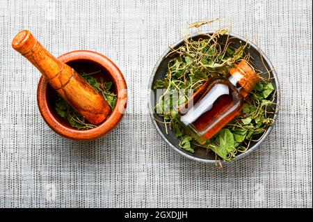 Mortier avec un pilon avec une orthilia secunda médicinale sèche.herbes médicinales dans la médecine de fines herbes. Banque D'Images