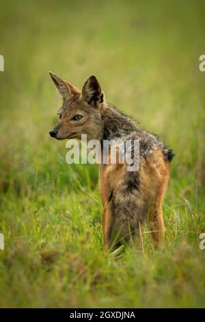 Le jackal à dos noir se tient dans la tête de rotation de l'herbe Banque D'Images