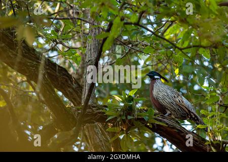 Koklass faisan ou Pucrasia macrolopha portrait oiseau de haute altitude sur fond vert naturel perché sur un arbre au pied de l'himalaya Banque D'Images