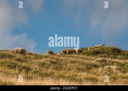 Julianadorp, pays-Bas. Septembre 2021. Pâturage des moutons dans la région des dunes de Julianadorp, en Hollande-Nord. Photo de haute qualité Banque D'Images