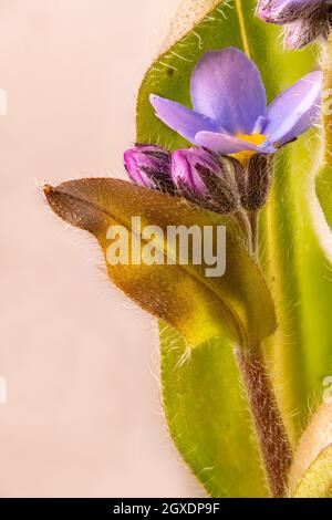 Gros plan d'une fleur Forget-me-not avec le bourgeon et les feuilles contre un arrière-plan flou Banque D'Images