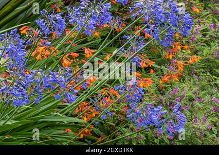 Un lit de fleurs coloré avec Agapanthus et Crocosmia Montbetia dans un jardin. Banque D'Images