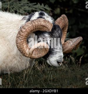 Les moutons écossais à tête noire sont l'une des races de moutons les plus hardieuses du pays et constituent l'épine dorsale de l'industrie écossaise des moutons. Toutes les faces noires le sont Banque D'Images