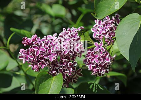 Violet bordé de lilas blanc, Syringa vulgaris, fleurs d'arbre variété sensation avec un fond sombre de feuilles. Banque D'Images