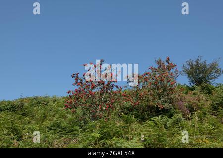 Fin de l'été baies rouges sur un frêne de montagne à feuilles caduques ou Rowan Tree (Sorbus aucuparia) poussant sur Moorland dans le parc national d'Exmoor Banque D'Images