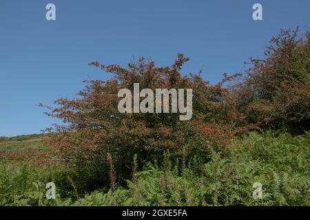 Baies rouges d'été sur un arbre sauvage de Hawthorn commun (Crataegus monogyna) croissant sur le Moorland dans la vallée de la Barle dans le parc national d'Exmoor Banque D'Images