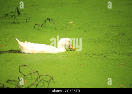 Un canard a mangé des algues qui flottent dans l'eau d'un étang Banque D'Images