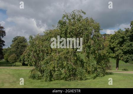 Feuilles de vert d'été sur un arbre de frêne pleurant (Fraxinus excelsior 'pendula') croissant dans un jardin de campagne à Devon rural, Angleterre, Royaume-Uni Banque D'Images