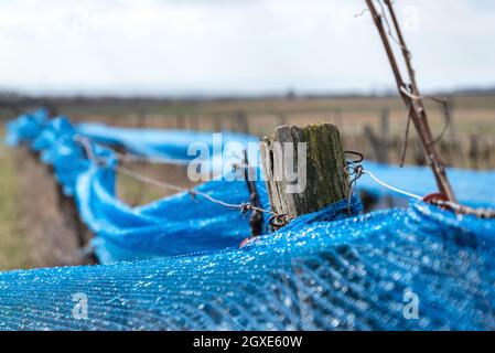 Blue web dans un vignoble du Burgenland Banque D'Images