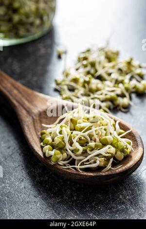 Haricots mung verts germés. Pousses de mung dans une cuillère en bois. Banque D'Images