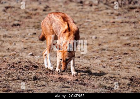 Loup éthiopien endémique très rare, Canis simensis, plateau Sanetti dans les montagnes de Bale, chasse au loup Mole-rat africain à tête géante. Afrique Ethiopien sauvage Banque D'Images