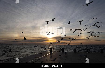 Un troupeau de mouettes volant par la rive du détroit d'Oresund au coucher du soleil avec un halo sur le ciel et le pont en arrière-plan Banque D'Images