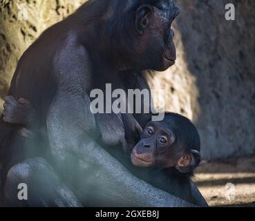 la mère de chimpanzé avec son bébé au zoo de berlin. en contact étroit avec les yeux, tenue dans ses bras avec beaucoup de sensation Banque D'Images