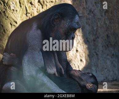 la mère de chimpanzé avec son bébé au zoo de berlin. en contact étroit avec les yeux, tenue dans ses bras avec beaucoup de sensation Banque D'Images