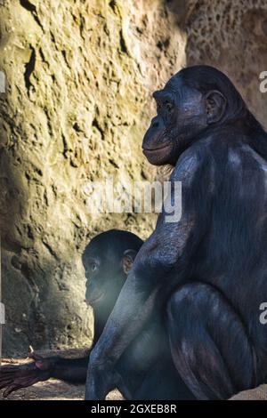 la mère de chimpanzé avec son bébé au zoo de berlin. en contact étroit avec les yeux, tenue dans ses bras avec beaucoup de sensation Banque D'Images