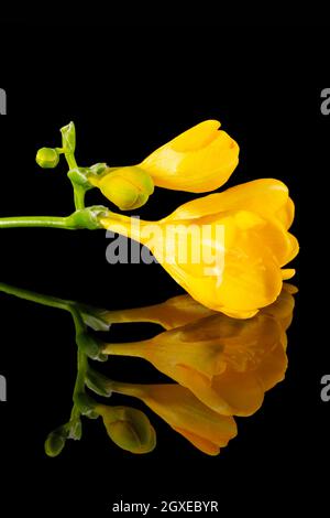 Fleur de belle freesia jaune isolée sur fond noir, reflet miroir Banque D'Images