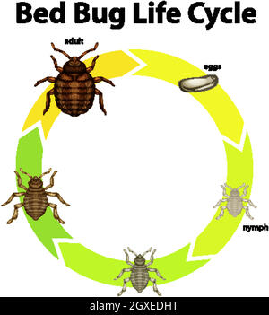 Schéma montrant le cycle de vie du bogue de lit Illustration de Vecteur